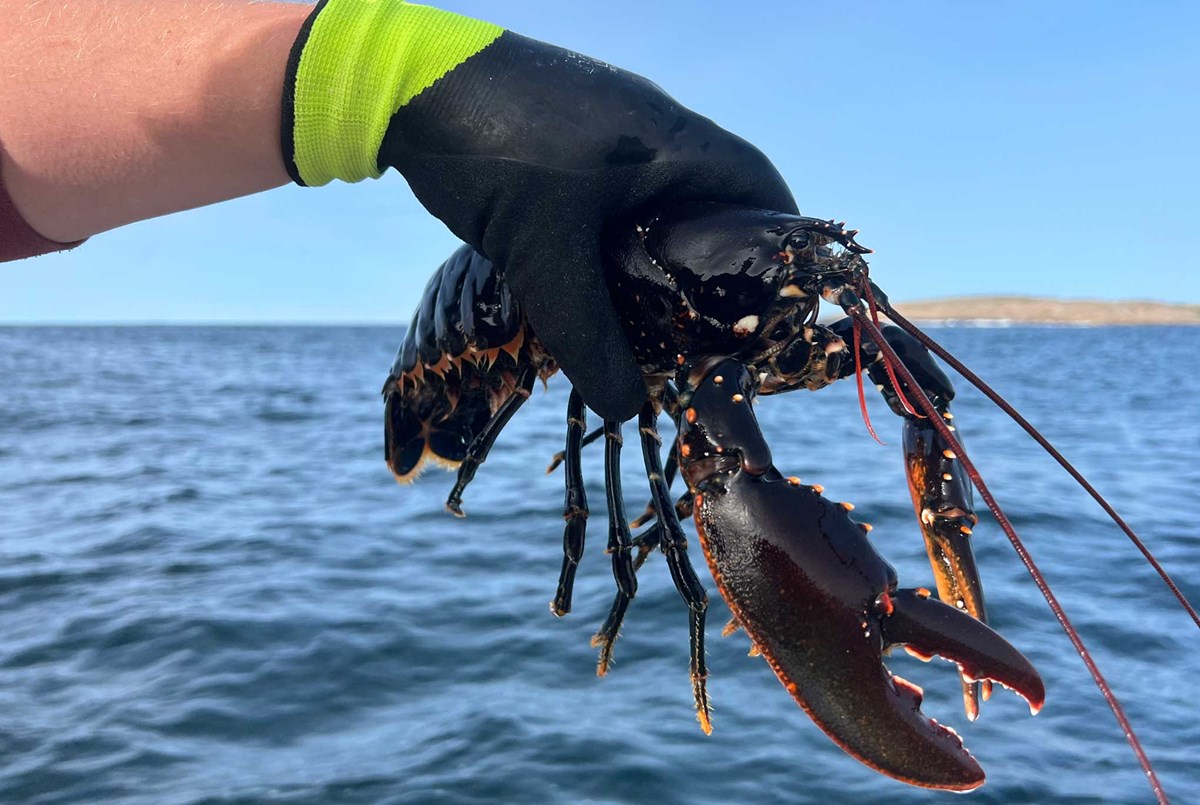 Bild på hummer upptagen från sjön